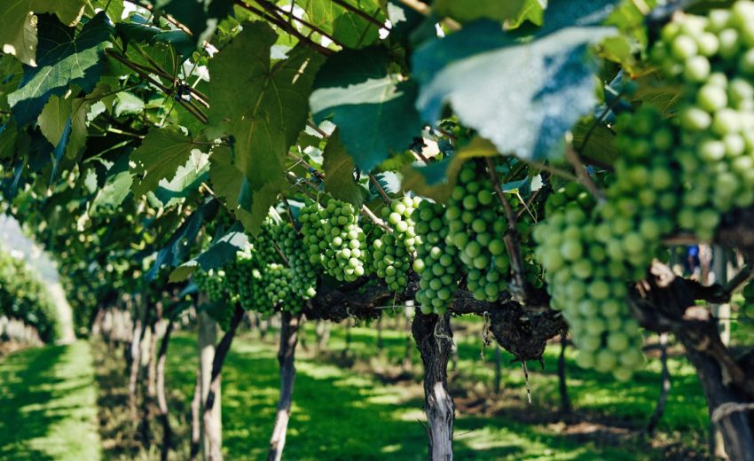 Prestigious vineyards